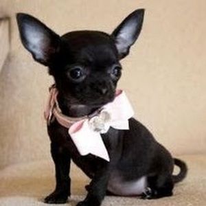 Meet your Posher, Joselyn